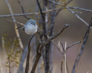 A small blue, grey bird on a perch. A Black-tailed Gnatcatcher.