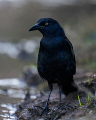 A close up of a black bird. A Grackle