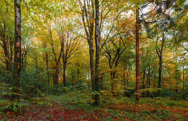 Idless woods autumn scene cornwall uk 
