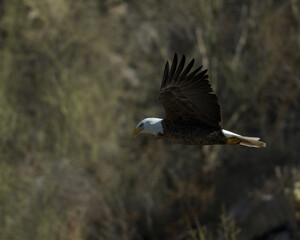 bald eagle in flight