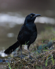 Single black bird on a river bank. A grackle
