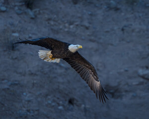 bald eagle in flight