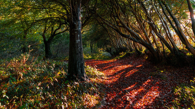 Idless autumn woodland near truro cornwall uk 