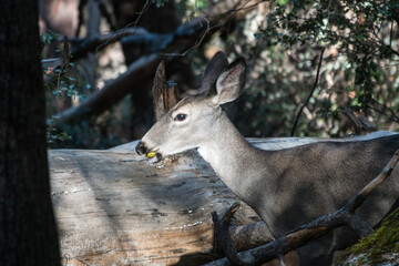 Yosemite Valley deer eating crunchy acorns near the Yosemite Valley Loop Trail.  