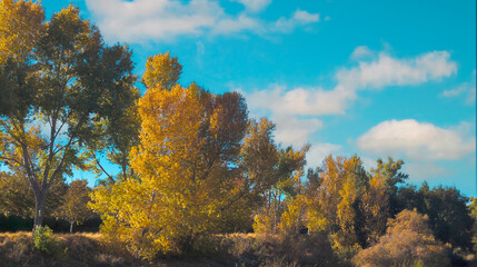 Colorful trees on a sunny day in autumn
