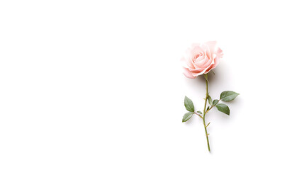 Fototapeta premium delicate pink pastel rose isolated on white background, showcasing its soft petals and green leaves, perfect for floral arrangements or romantic themes