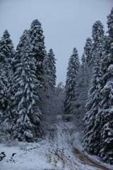 a path through the forest and trees covered with snow