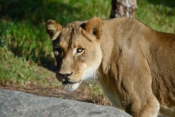Fototapeta premium lion in the grass