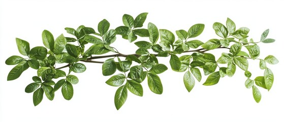 Fototapeta premium Lush green leaves on branch, perfect for nature themed decor