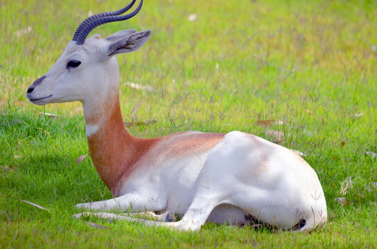 The dama gazelle, addra gazelle, or mhorr gazelle (Nanger dama, formerly Gazella dama). It lives in Africa in the Sahara desert and the Sahel. 
