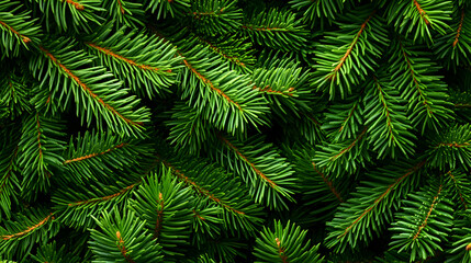 Lush Green Pine Branches Background Image