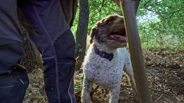 After having found the precious mushroom, the truffle dog, a Lagotto Romagnolo, requests the prize from his master. Abruzzo, Italy, Europe
