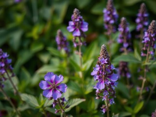 Obraz premium Close-up shot of a vibrant purple flower blossoming in a lush natural setting, showcasing the beauty and tranquility of nature, lush, beauty