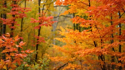 Orange leaves scattered on the ground in a beautiful park during autumn, October, colorful