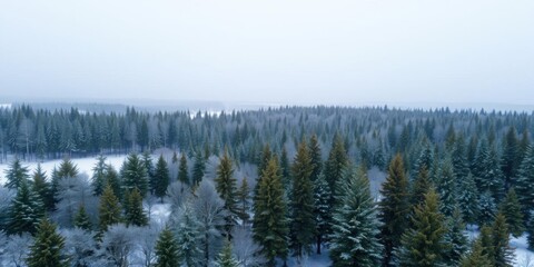 Fototapeta premium Snow covered evergreen trees in Lithuania after a winter blizzard, drone photo, Lithuania, cold