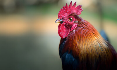 Naklejka premium Rooster portrait of head and shoulder. Male chicken close up with out of focus bokeh background and copy space on left.