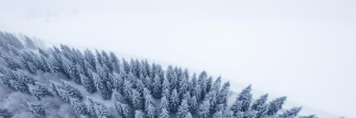 Snow covered evergreen trees in Lithuania after winter blizzard, frozen, frosty