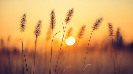 Fototapeta premium Sunset Grass Silhouette Image
