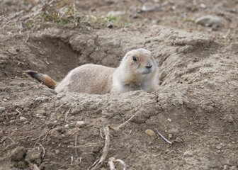 Prairie dog staring at us, Boulder, Colorado