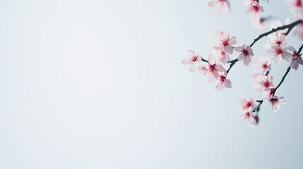 Cherry Blossom Branch in Soft Light