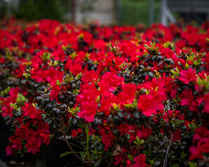 A vibrant display of red azalea flowers in a lush garden, perfect for themes of blooming, nature, and the beauty of outdoor environments.