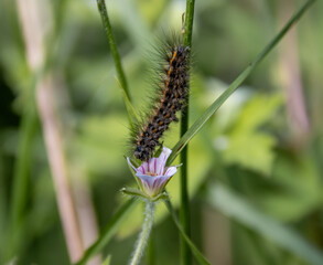 caterpillar on a flower