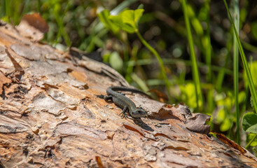 lizard on the tree