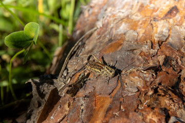 lizard on the tree
