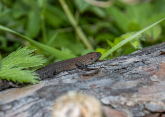 lizard on the tree