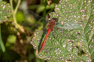 dragonfly on a leaf