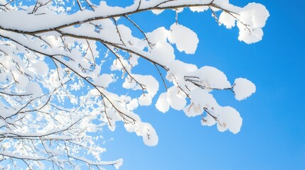 Snow laden branches against a vibrant blue sky