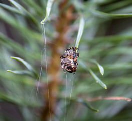 spider on a web