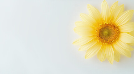 Obraz premium Vibrant yellow sunflower on minimalist soft white background