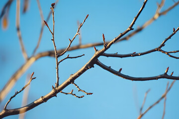 Bare tree branches against a clear blue sky showcasing intricate details of nature