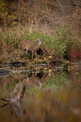A white-tailed deer doe stands near a pond during autumn. She is reflected in the water.
