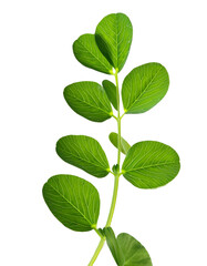 Fototapeta premium Fenugreek Leaves in a Whimsical Motion Over White