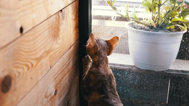 Curious Devon Rex cat stands by the window, looking out at the world outside, its unique curly fur adding to its charm. A potted plant sits nearby.