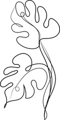 Hand drawn monstera leaf outline illustration