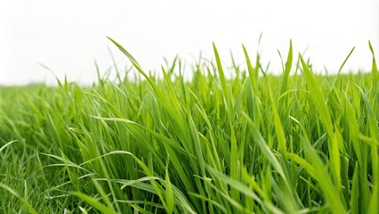 Fototapeta premium Minimal Seamless Grass Texture Background for Nature-Themed Projects, Calming Aesthetic, Fresh Greenery, Perfect for Architectural Photography and Design, Eco-Friendly Visuals