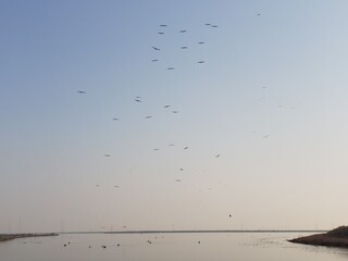 Flock of Birds in the Sky Over a Lake