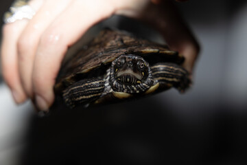 Primer plano de una tortuga sostenida delicadamente por una mano. La captura resalta los detalles...