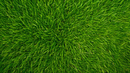 Fresh green grass texture viewed from above, ideal for landscaping, gardening, or natural backgrounds.