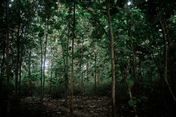 Obraz premium Enchanted Canopy