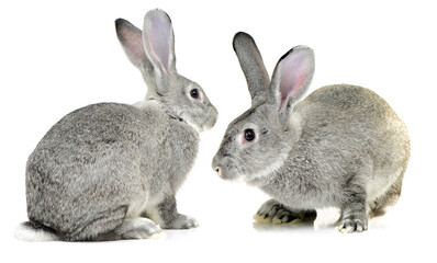 grey rabbit on a white background