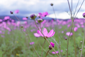 View of flowers on a countryside afternoon