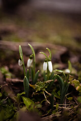 Flower snowdrop outdoors blossom