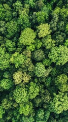 Naklejka premium Lush Green Canopy: Aerial View of Vibrant Forests in Spring