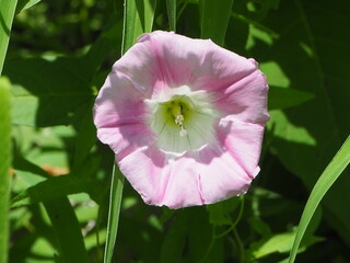 桃色の花