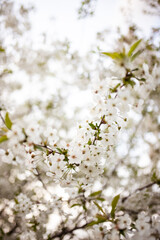 Cherry blossoms hanging from the branches