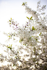 Cherry blossoms hanging from the branches